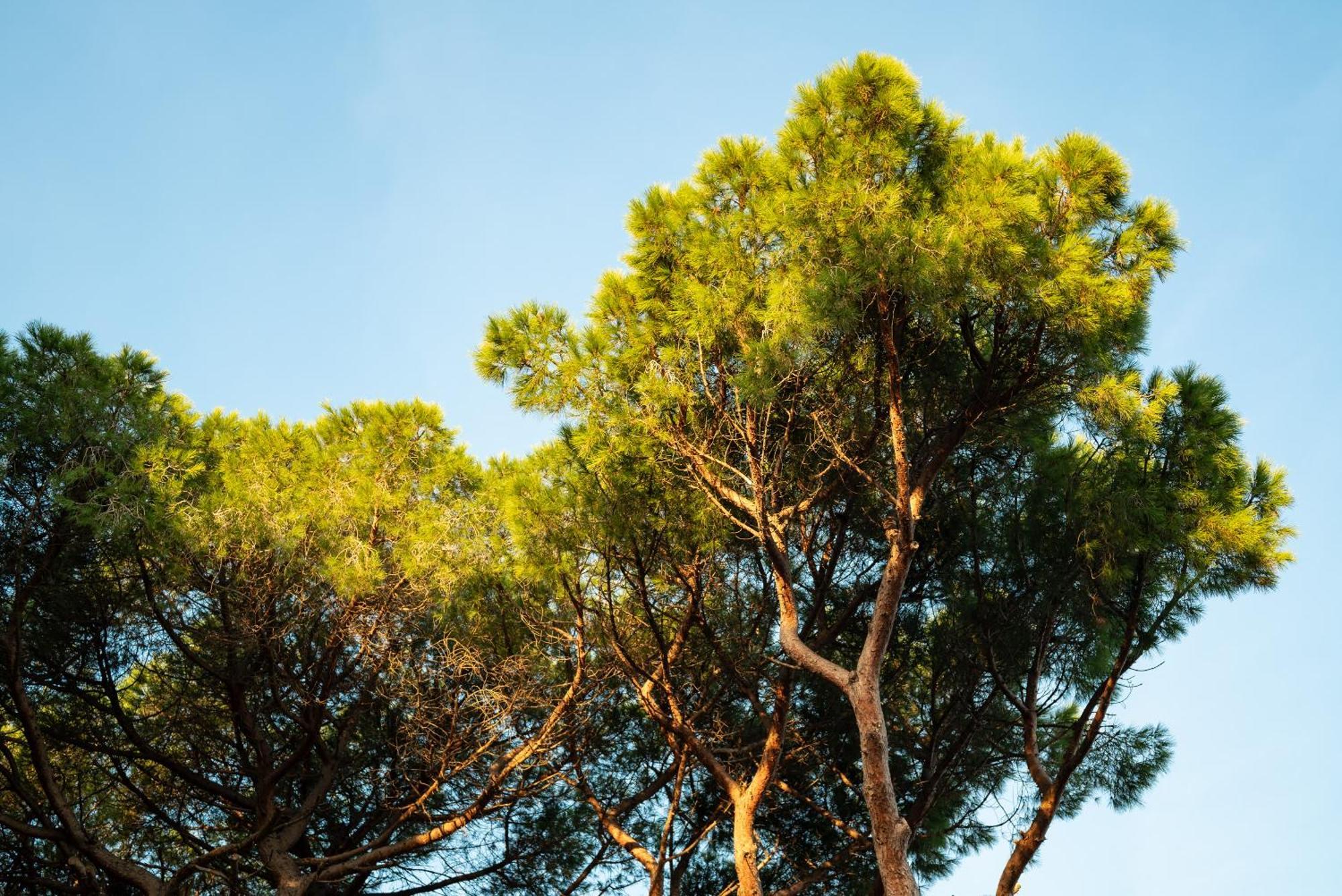 Hotel Parco Dei Pini - 100mt Dal Mare Follonica