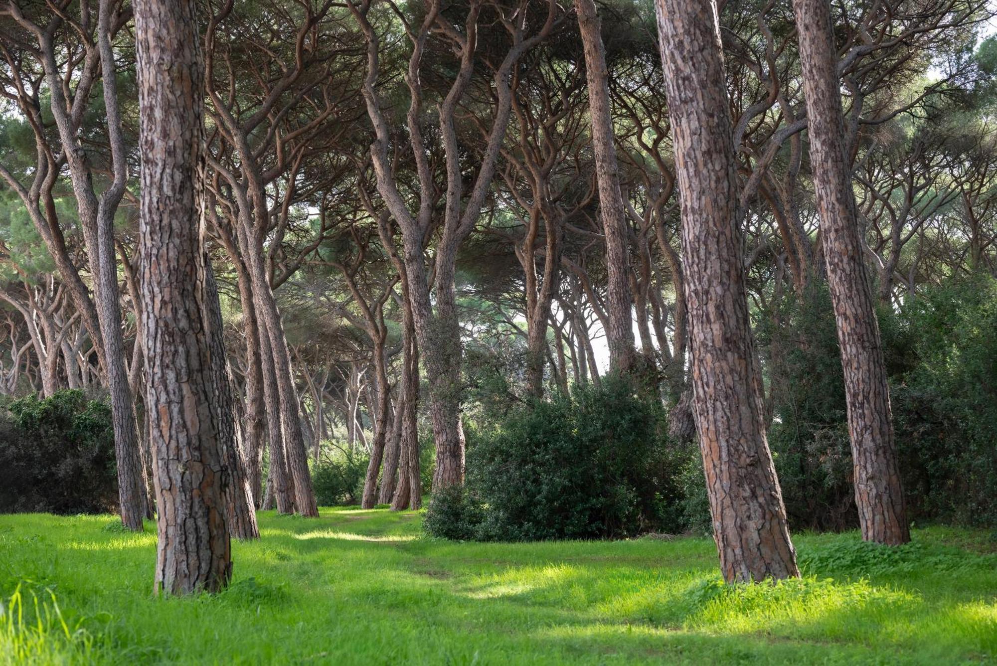Hotel Parco Dei Pini - 100mt Dal Mare 3*